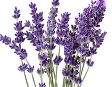 4 CÔNG DỤNG THẦN KỲ CỦA HOA OẢI HƯƠNG LAVENDER